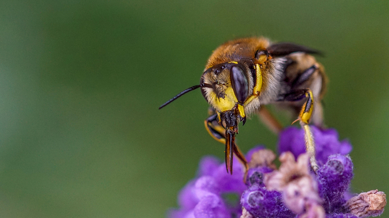 eine Garten-Wollbiene präsentiert sich am Lavendel