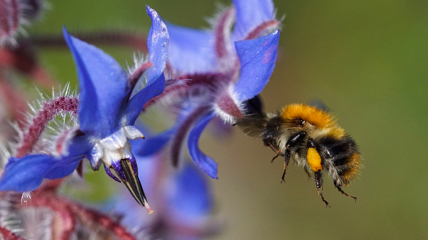 eine Hummel am Borretsch