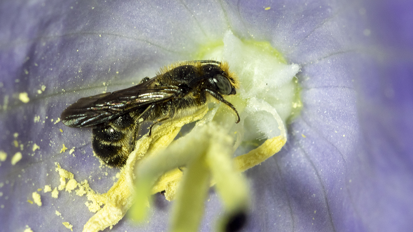eine Scherenbiene an der
Pfirsichblättrigen Glockenblume