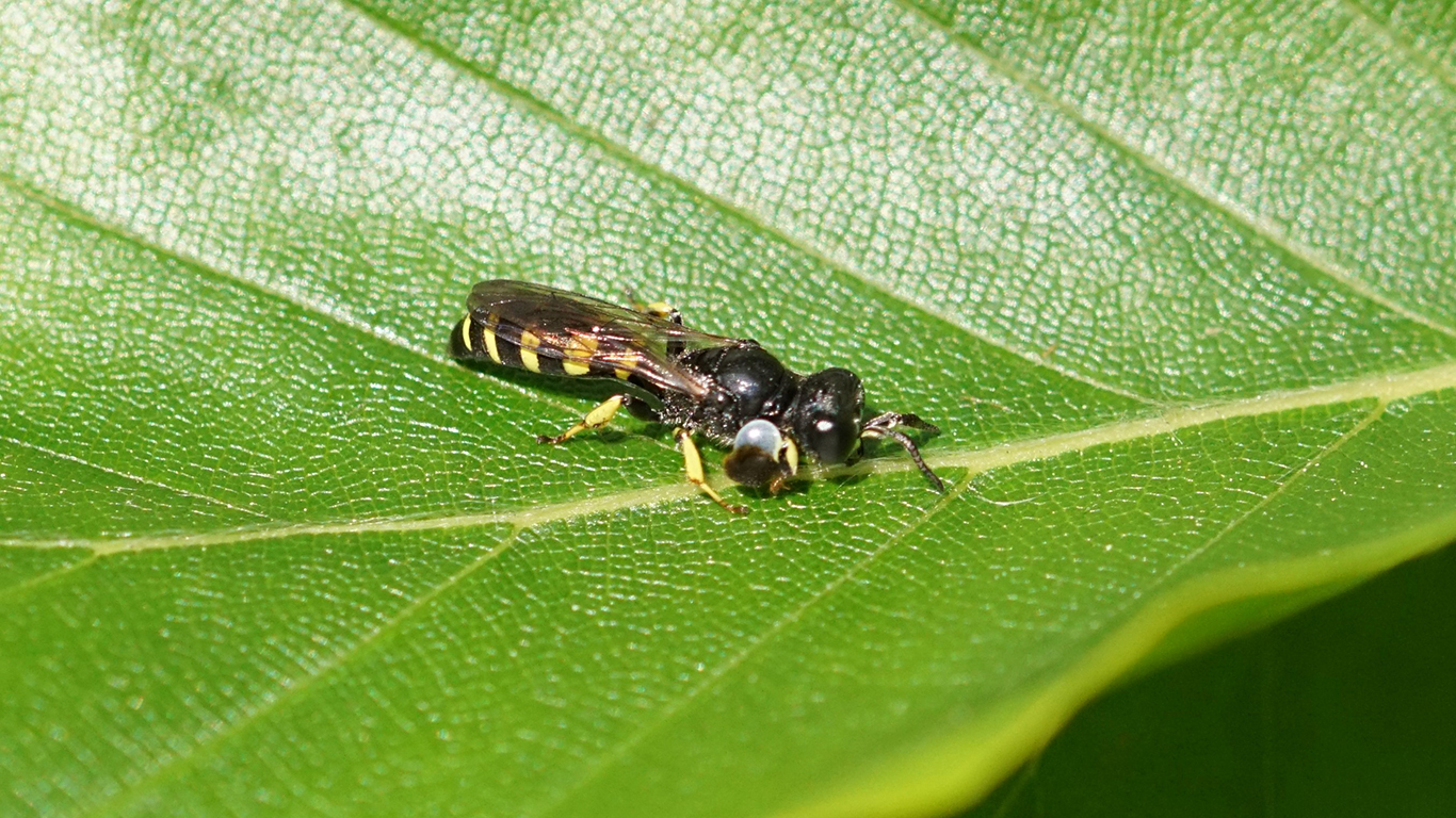 eine Silbermundwespe auf einem Blatt eines Hartriegels