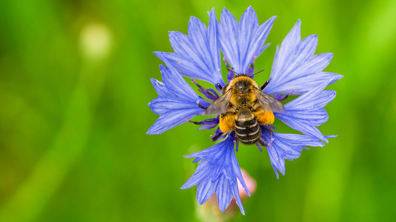 eine Hosenbiene an einer Kornblume