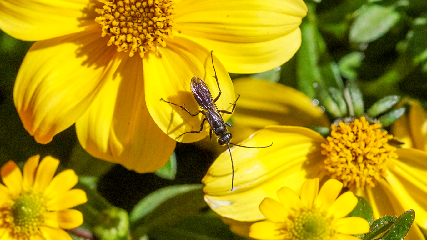 eine Wegwespe mit einer erbeuteten Spinne