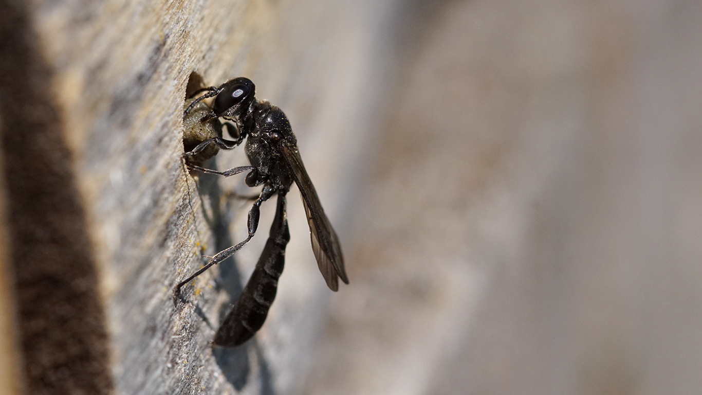 eine Töpfergrabwespe der Gattung
Trypoxylon mit einer erbeuteten Kugelspinne