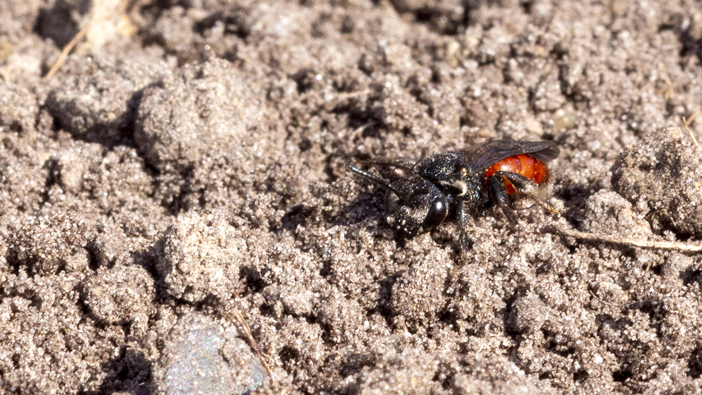eine am Boden sitzende Blutbiene (Sphecodes
albilabris)