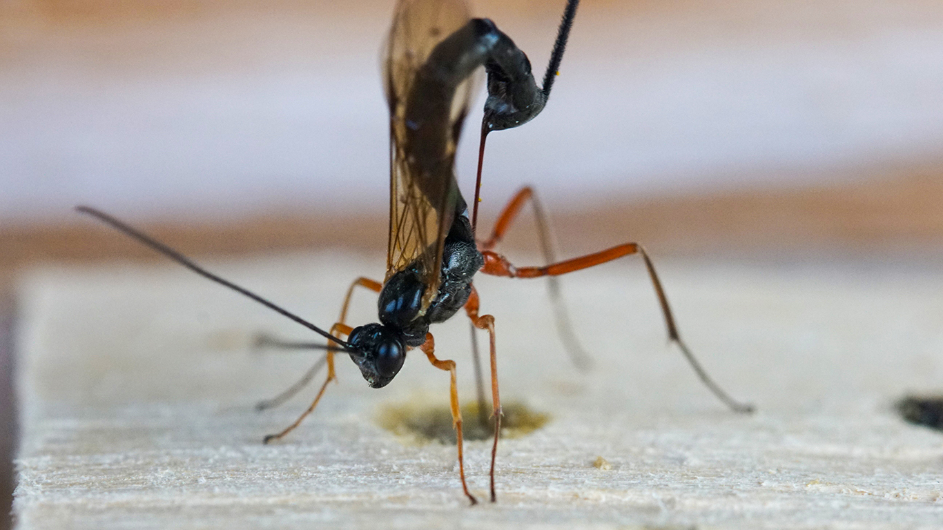 eine Schlupfwespe am Insektenhotel