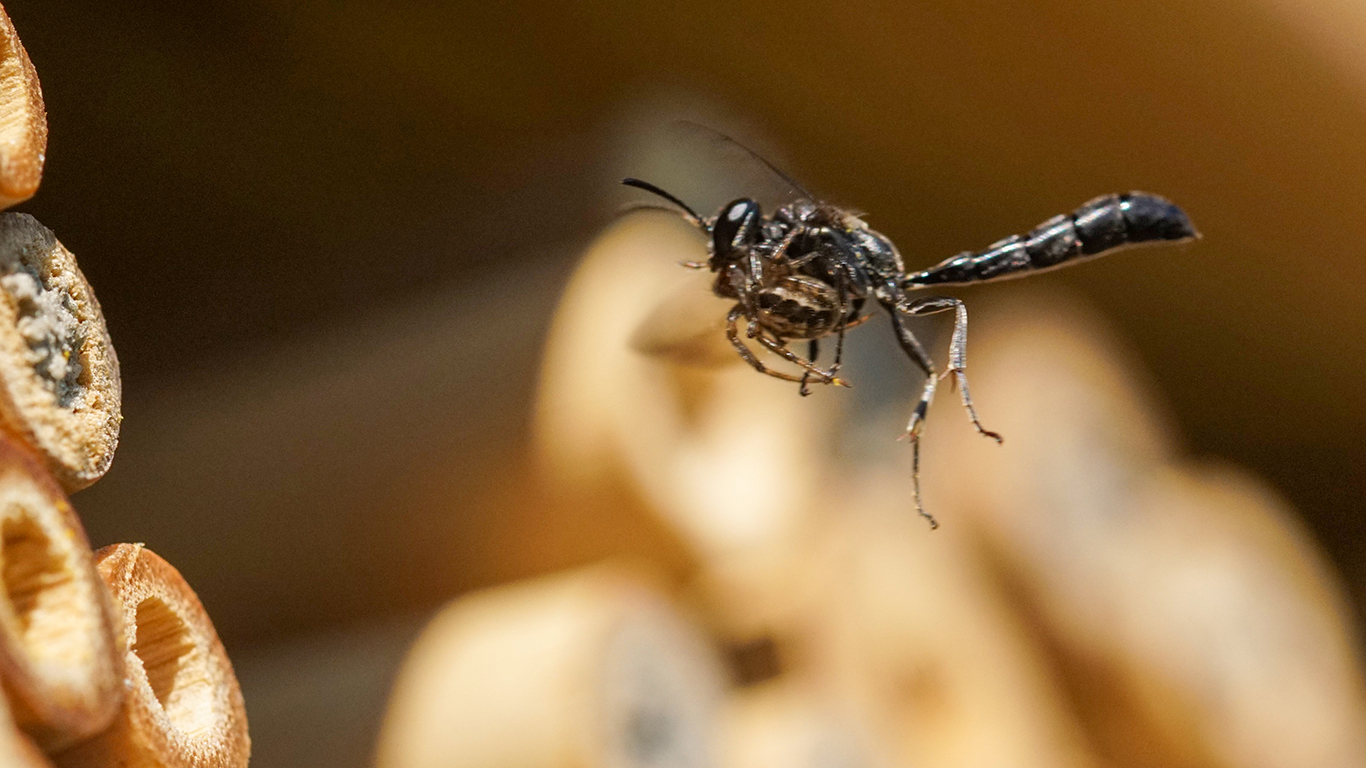 Eine Töpfergrabwespe mit erbeuteter Spinne