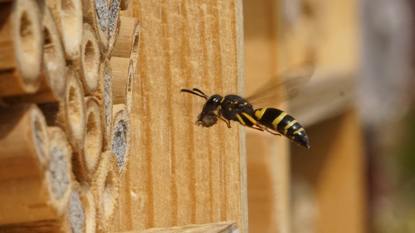 eine Faltenwepse im Anflug auf das Insektenhotel