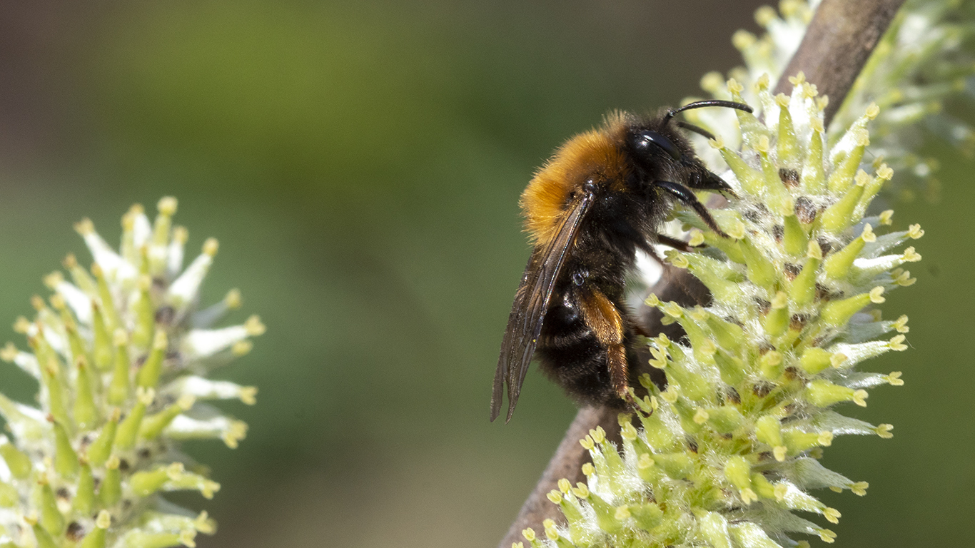 Andrena clarkella an einer Weide