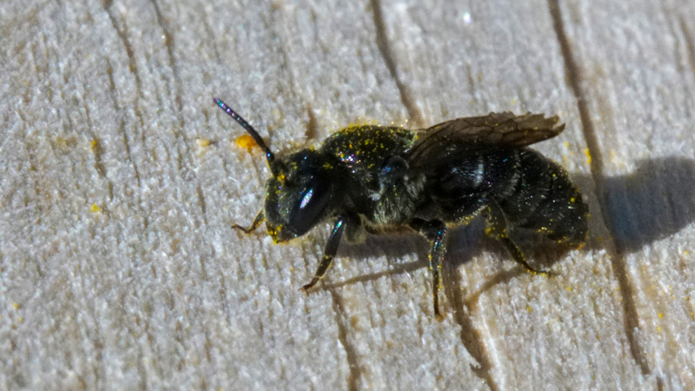 eine Düsterbiene am Insektenhotel