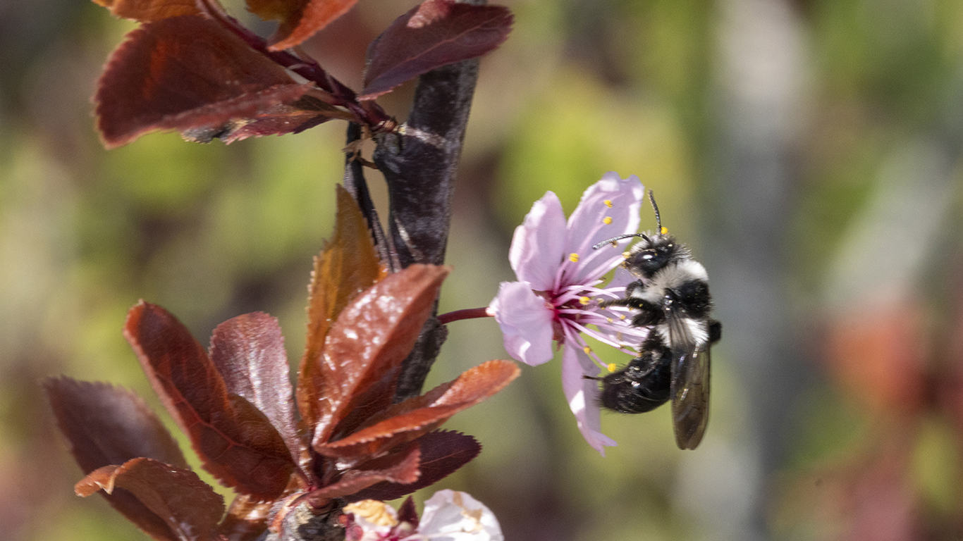 eine Aschgraue Sandbiene an einer Blüte