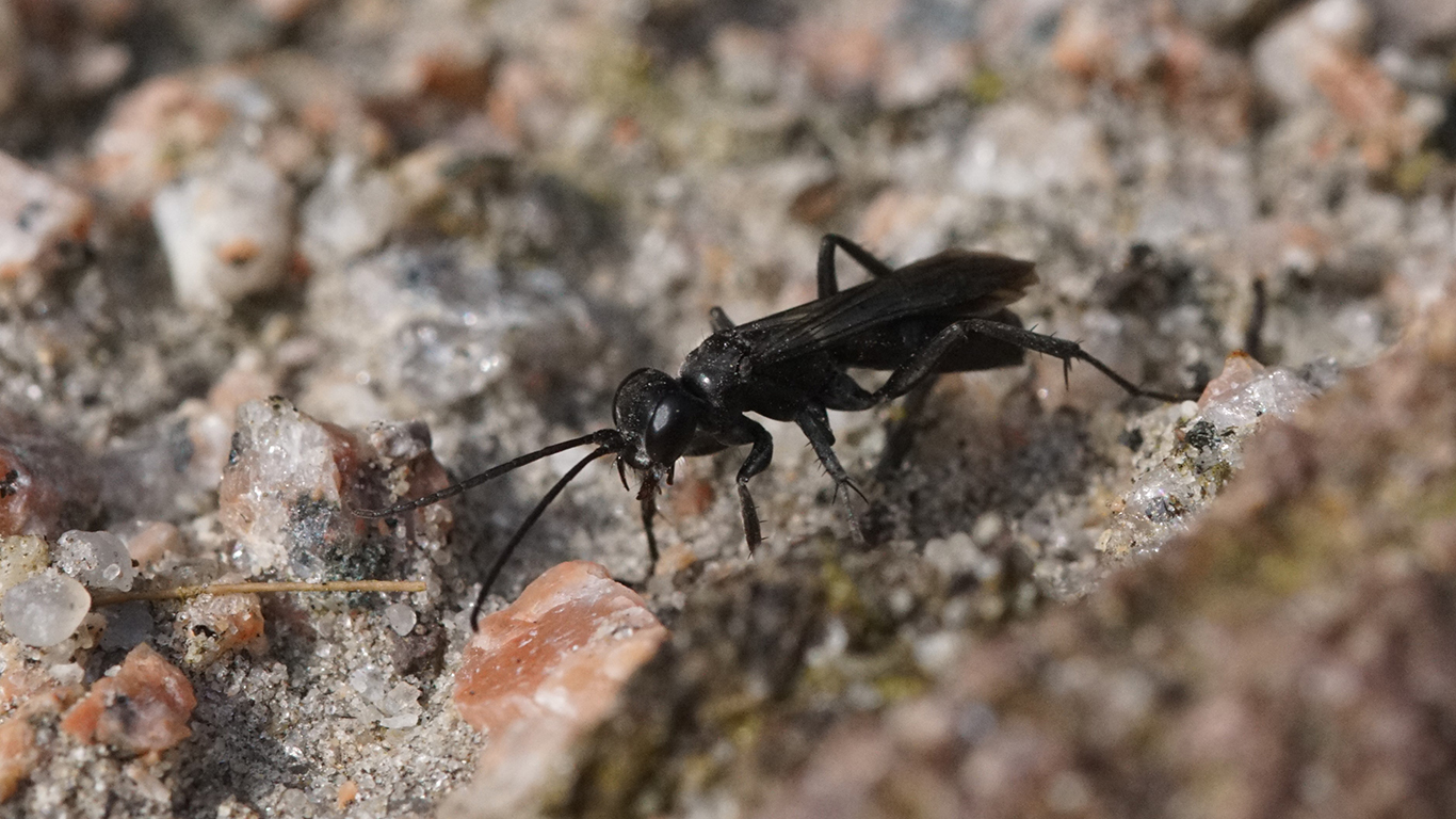Die Wegwespe Anoplius concinnus
