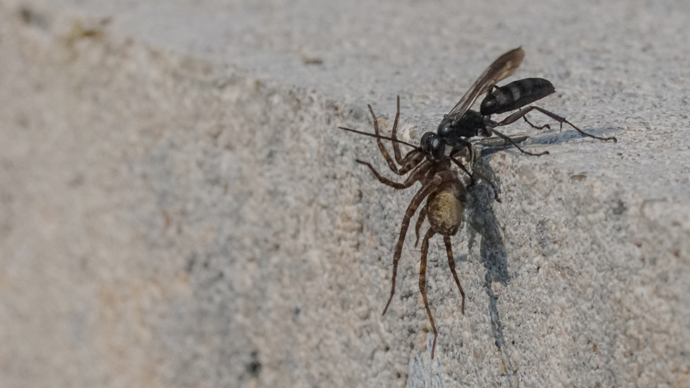 Die Wegwespe Anoplius concinnus