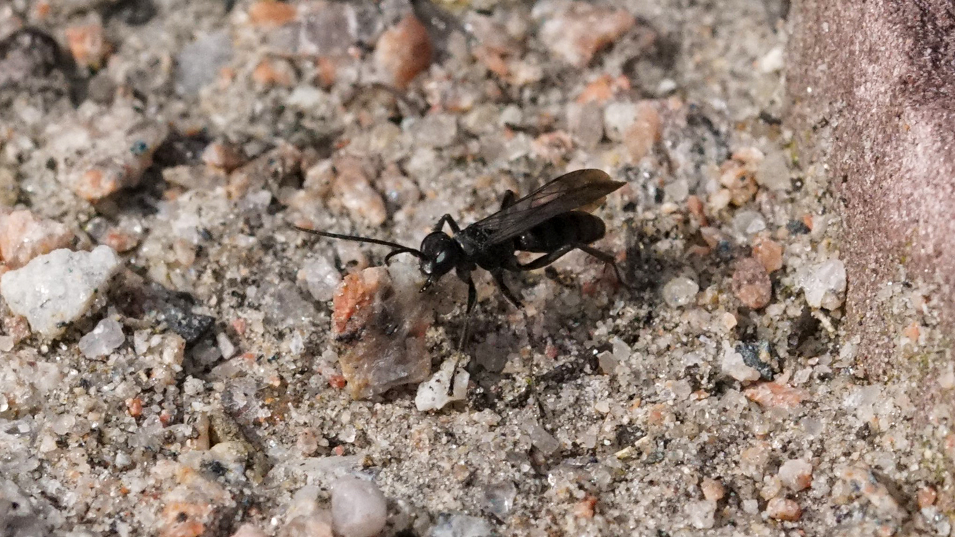 Die Wegwespe Anoplius concinnus