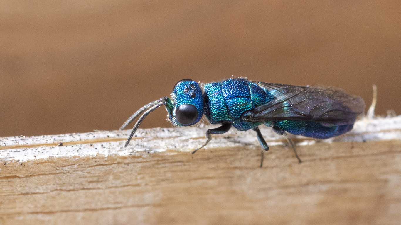 eine Goldwespe vor dem Insektenhotel