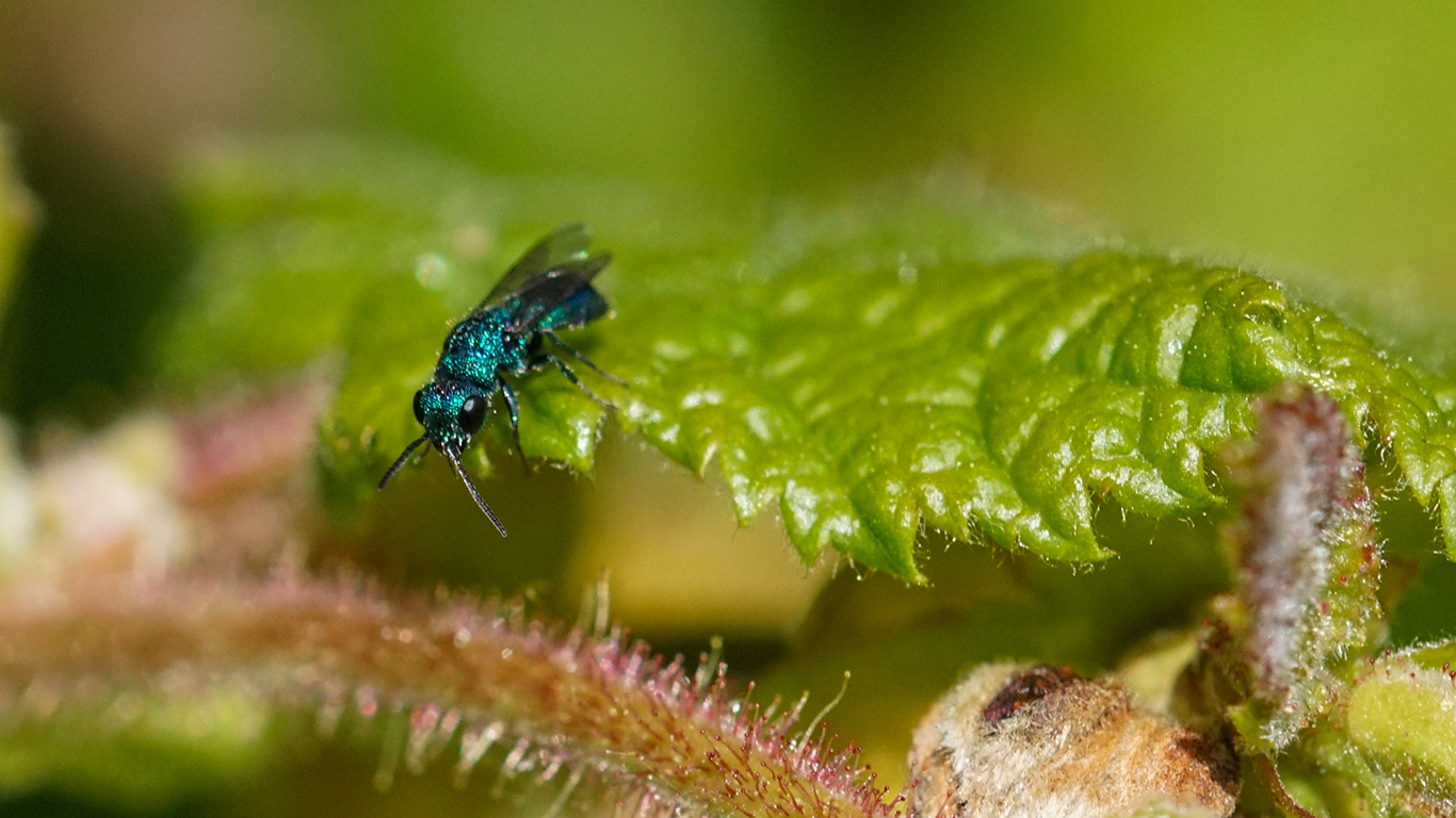 Blaue Goldwespe an einer Hasel