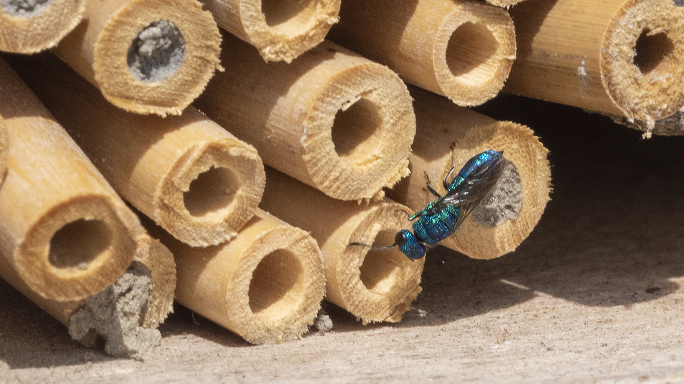 Eine Blaue Goldwespe
