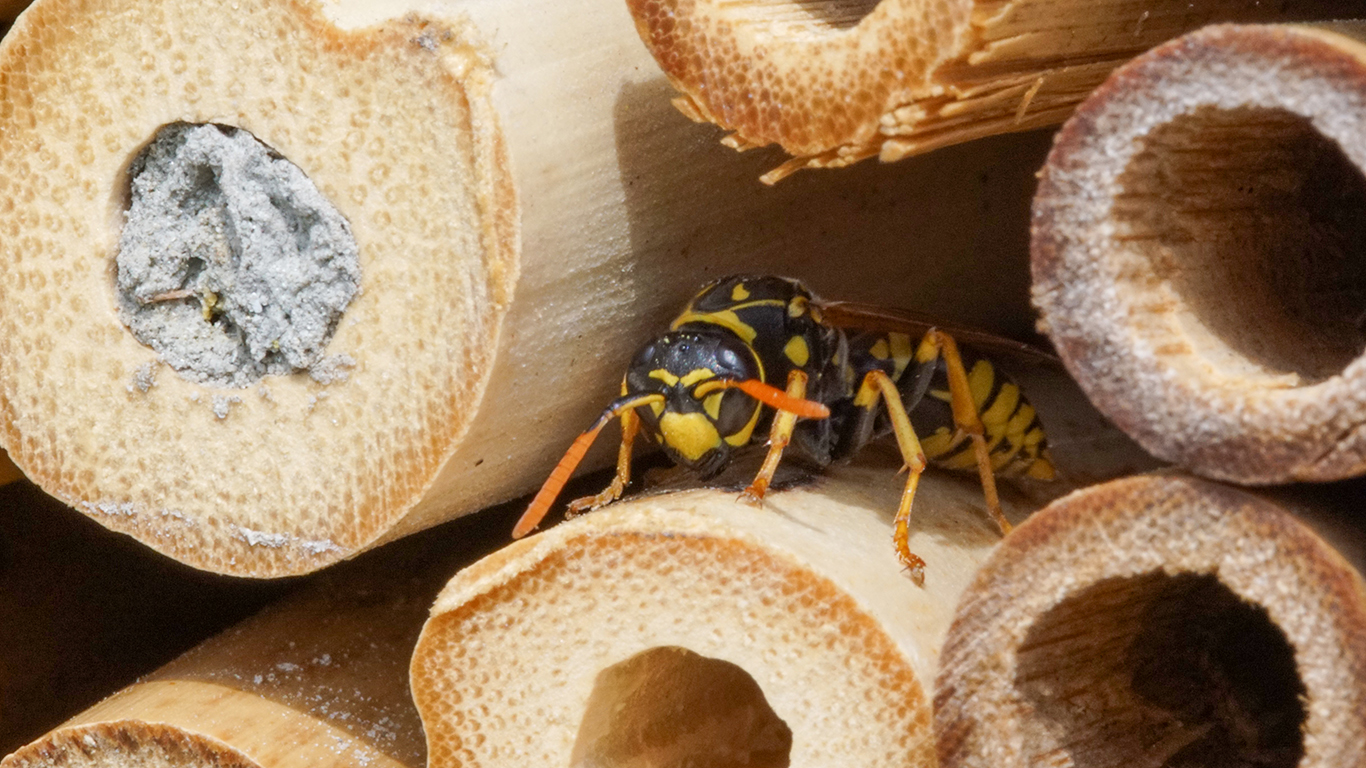 eine Haus-Feldwespe sucht am Insektenhotel
				     nach Baumaterial für das Nest