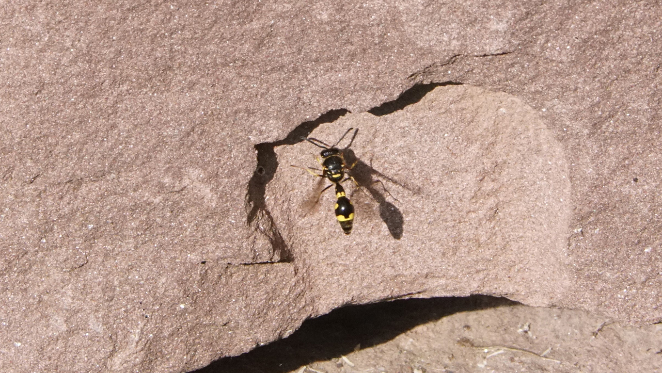 Eine Töpferwespe sucht an der Kräuterspirale
				      nach einem geeigneten Platz zum Nestbau