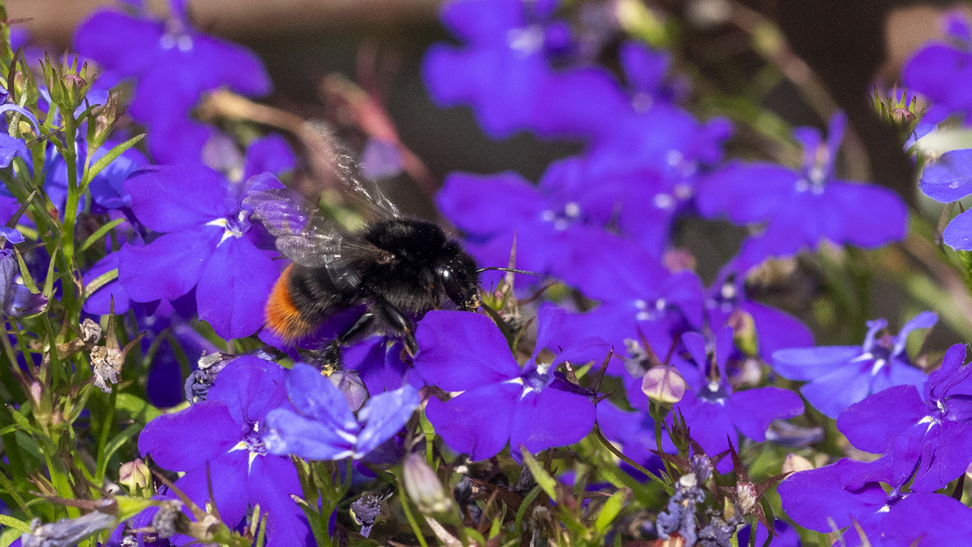 eine Steinhummel am Männertreu