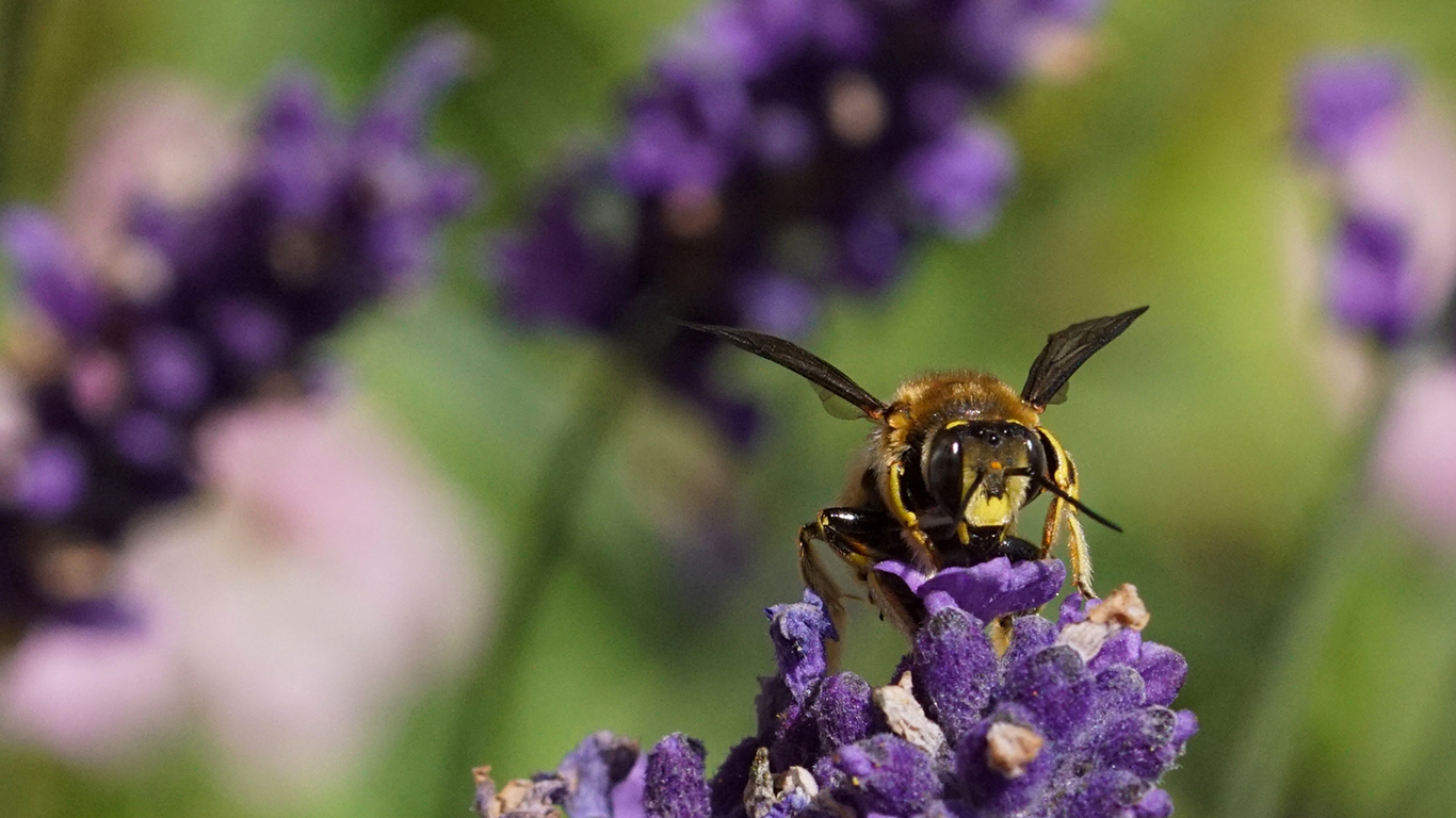 eine Wollbiene der Gattung Anthidium am
Lavendel