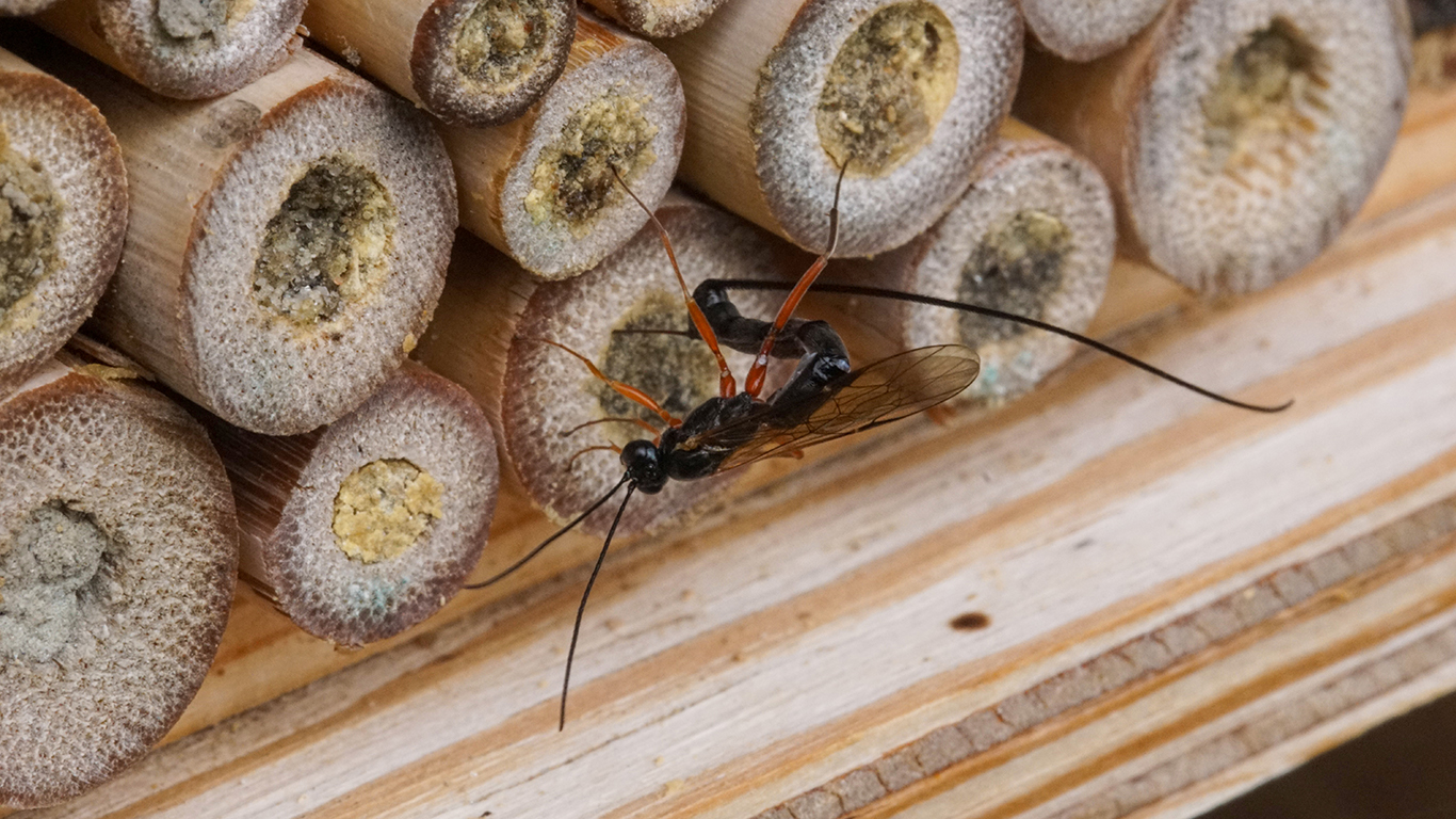 Eine Rotbeinige Holzschlupfwespe