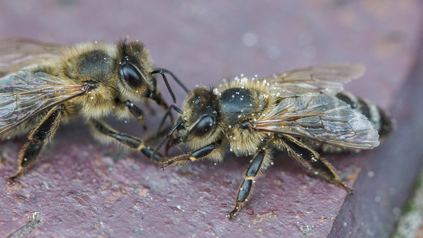zwei Honigbienen putzen sich gegenseitig