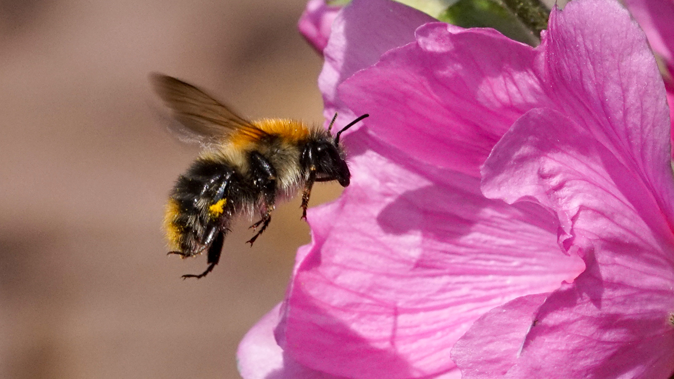 eine Ackerhummel an der Malve