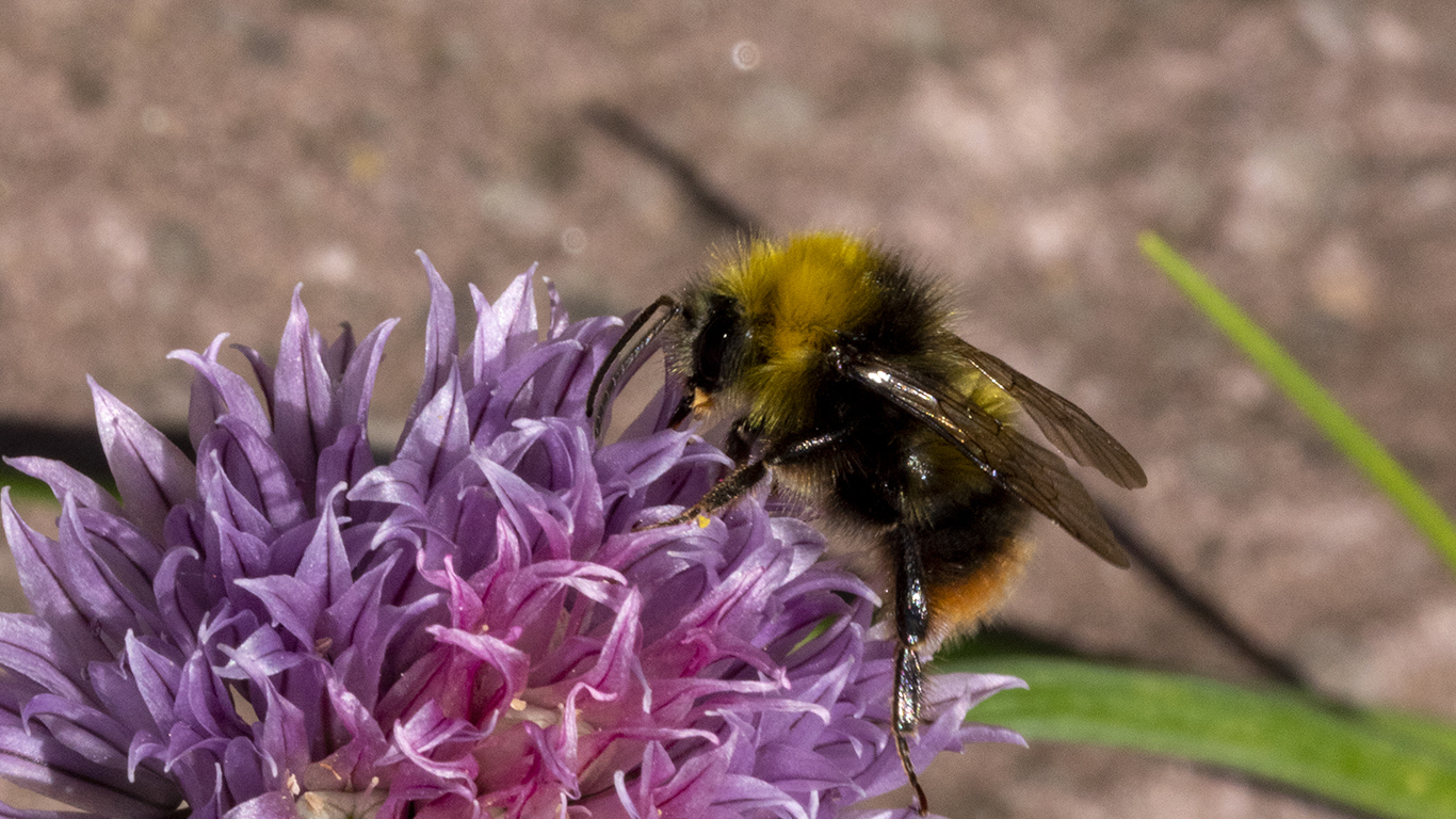 eine Wiesenhummel am Schnittlauch