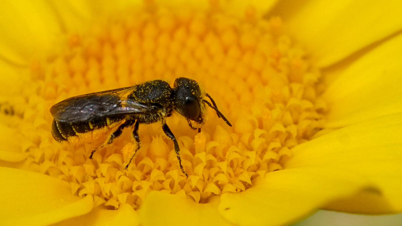 eine Löcherbiene beim Sammeln von Pollen