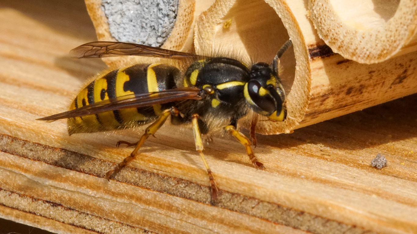 eine Echte Wespe auf der Suche nach 
				      Baumaterial